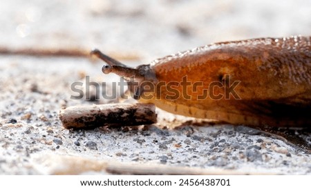 slug or snail on a forest road close-up