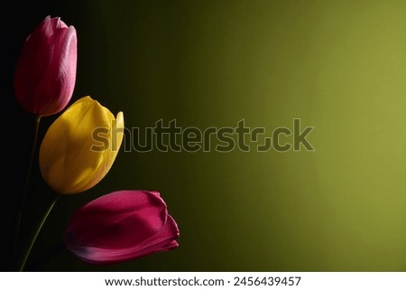 red, yellow, pink tulip as a background for wishes, desktop wallpaper or texture. love, jealousy, faithfulness, full emotions. Royalty-Free Stock Photo #2456439457