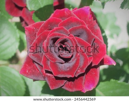 "Timeless beauty: Red rose in bloom."
pic of red rose