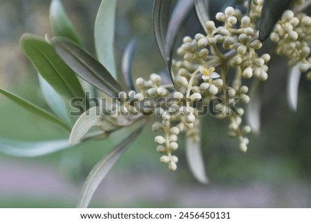 Blooming olive branch with emerging buds on the green background. White olive flowers for publication, poster, calendar, post, screensaver, wallpaper, cover, website. High quality photography