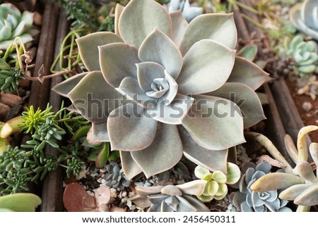 Succulent rosette, close-up. Composition of colorful succulents plants for a poster, calendar, post, screensaver, wallpaper, postcard, banner, cover, website. High quality photography