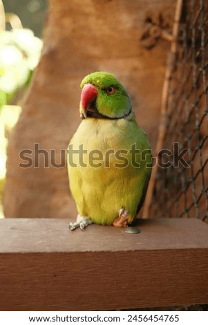 Beautyful Parrot images. Colorful parrots perched in lush tropical foliage. Their vibrant feathers shine against the greenery, adding a burst of exotic beauty.