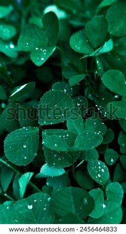 Drop of Rains on Leafs of plant