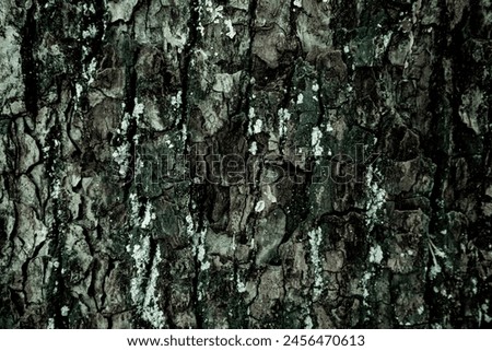 Wood texture photograph Good for background and art use