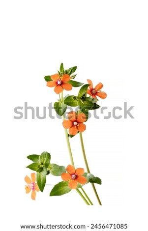 Beautiful little flowers of the scarlet pimpernel (Lysimachia arvensis) Royalty-Free Stock Photo #2456471085