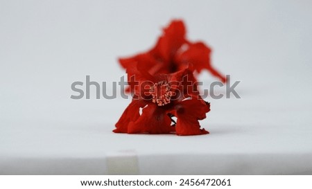 Close up picture of Red hibiscus flowers . Red hibiscus flowers photography. Stock photography.