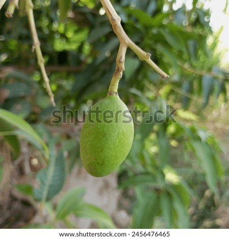 Mango Most Popular Fruit Everyone Bunch Stock Photo 