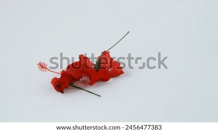 Close up picture of Red hibiscus flowers . Red hibiscus flowers photography. Stock photography.