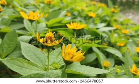 Pretty little yellow flowers blooming in the flower garden