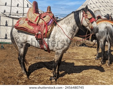Picture of Moroccan fantasia horse 
