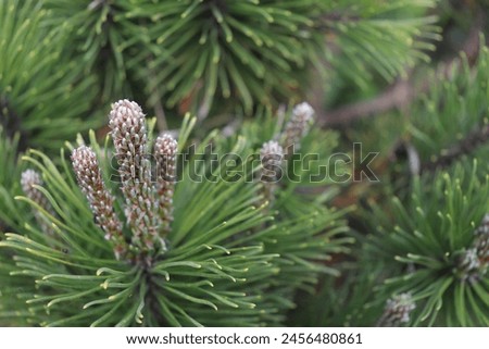 Holiday background of evergreen tree branches with needle ovens, green pine cone, Christmas tree 
