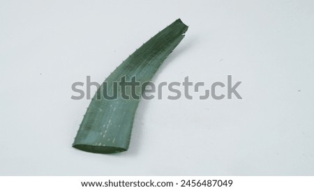Close up picture of aloe vera . Aloe vera photography. Stock photography.
