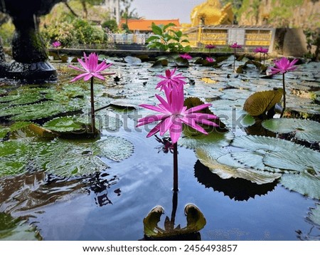 a stretch of lotus leaves and flowers above the fish pond