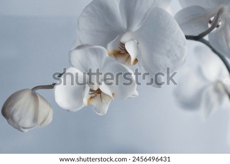 White phalaenopsis orchid on light blurred background, close up. Orchids flowers for publication, poster, calendar, post, screensaver, wallpaper, postcard, cover, website. High quality photography