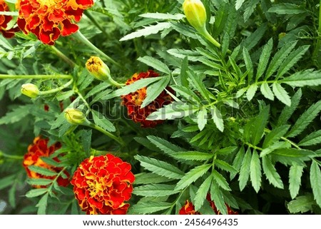 Background from orange french marigolds. Marigold flowers for publication, design, poster, calendar, post, screensaver, wallpaper, postcard, banner, cover, website. High quality photography