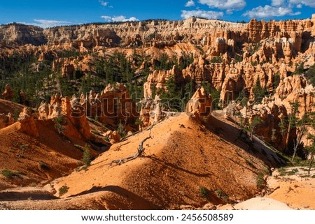 Amphitheater of bryce canyon in a sunny day