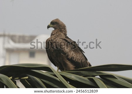 The Black Kite Milvus migrans is a bird of prey in the family Accipitridae, which includes hawks and eagles. captured this picture at mumbai, maharshtra India outside my house window 