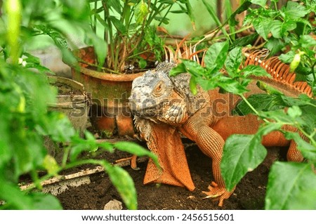 The wild iguana that eats the leaves of chili plants from rural front yards is a moderate animal. The color is exotic (orange). take close-up photos Royalty-Free Stock Photo #2456515601