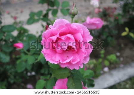 This is an amazing shot of a pink rose flower. shot with love and make a great background for you phone and or PC.