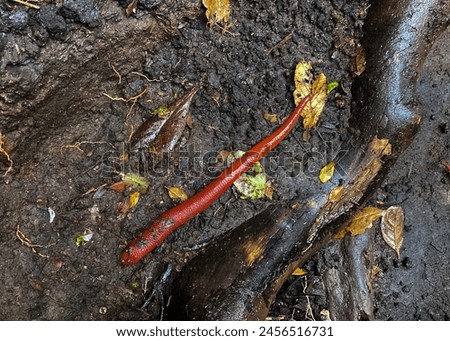 Mountain leeches are red in color in the wild Royalty-Free Stock Photo #2456516731