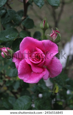 This is an amazing shot of a pink rose flower. shot with love and make a great background for you phone and or PC.