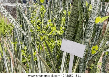 Sansevieria trifasciata Lidah Jin plant with blank information sign in Perdana Botanical Gardens, Kuala Lumpur, Malaysia.