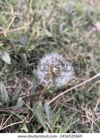Natural Dandelion High Definition Close up Picture 