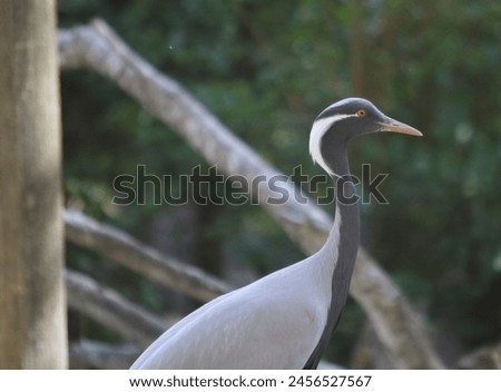 
Demoiselle crane checking me out Royalty-Free Stock Photo #2456527567
