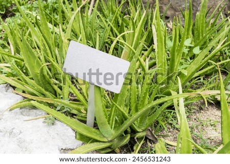 Aloe vera Lidah Buaya plant with blank information sign in Perdana Botanical Gardens, Kuala Lumpur, Malaysia.