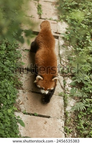 Red panda in the forest, Firefox, rare animal, Asia, foliage, wild, nature, fur, bamboo, forest, vertical picture, background