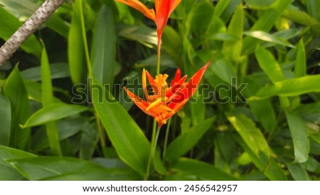 Heliconia Psittacorum botanical red and yellow plant outdoor nature
