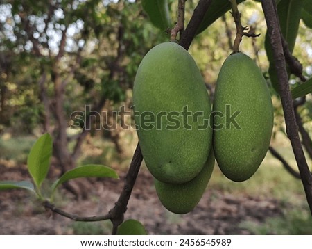 Mangoes come on trees in summer 
