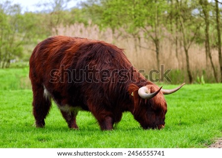 The free-ranging Scottish Highland Cow in dutch forest area, The Park Lage Bergse Bos, South Holland, The Netherlands.