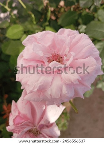 Beautiful Pink flower picture natural pink flower 