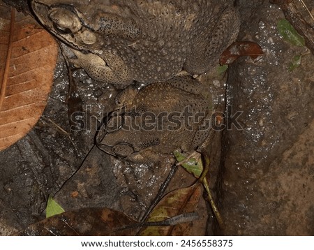 Toads and rough toad skin