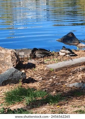 Two ducks peacefully napping on a serene lakeshore, surrounded by rocks and gentle morning light, capturing a tranquil moment in nature. Ideal for depicting wildlife and calm environments. Royalty-Free Stock Photo #2456562265