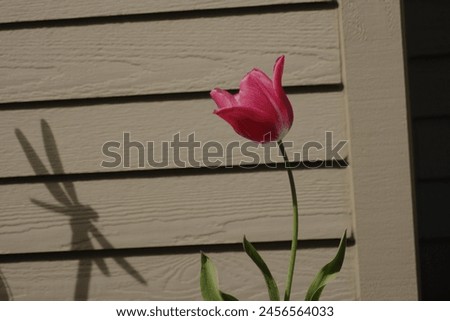 picture of a tulip by a wall with a shadow of a dragonfly 