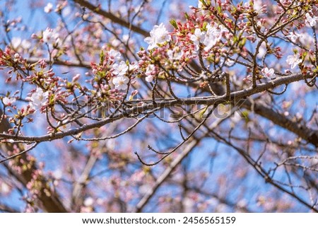 beauty softness bouquet pink Japanese cherry blossoms flower or sakura bloomimg on the tree branch.  Small fresh buds and many petals layer romantic flora in botany garden.  blue sky background