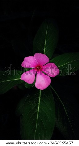 beautiful periwinkle flowers on a dark background