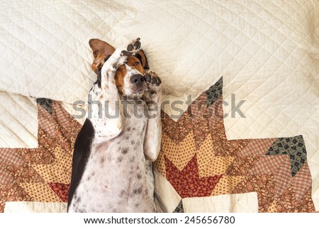 Treeing Walker Coonhound dog lying upside down sleeping on human bed with quilt looking relaxed pampered cozy comfortable exhausted ashamed adorable with paw on head Royalty-Free Stock Photo #245656780