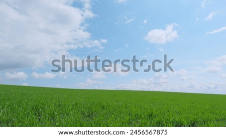 Agriculture farm concept. Growing agriculture crops after winter. Field of young wheat or barley and rye. Pan. Royalty-Free Stock Photo #2456567875