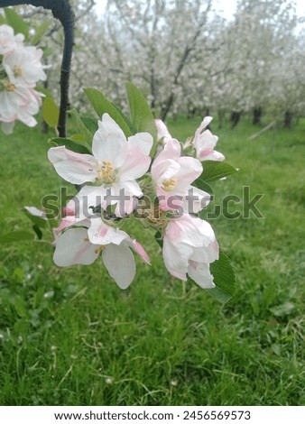 Welcome to the enchanting world of apple trees during their breathtaking flowering season! Picture this: delicate blossoms adorning sturdy branches, painting the landscape with hues of soft pink 