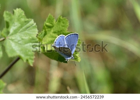 Common Blue Butterfly, Polyommatus icarus, perching on grass seeds in a meadow in springtime. Royalty-Free Stock Photo #2456572239