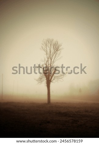 sad and lonely tree in an apocalyptic context