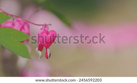 Dicentra formosa, flowering of the plant dicentra formosa on a blurred background. Slow motion.