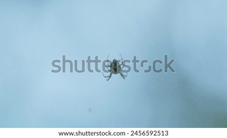 Spider species araneus diadematus is resting in its web. Web against a background of green nature. Close up.