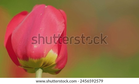 Red tulips in field. Spring or love concept. Beautiful view of red tulips under sunlight. Slow motion.