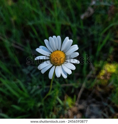 Daisy, one of the most beautiful flowers of spring.