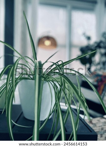 A beautiful spider plant brings peace to the front porch