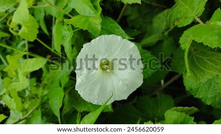 The image features a white Hedge Bindweed (Calystegia sepium) flower with green leaves, climbing amidst wild raspberry bushes. 